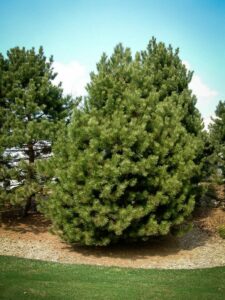 Сосна Чёрная (Pinus Nigra) купить по цене от 270.00р. в интернет-магазине «Посадика» с доставкой почтой в в Ивангороде и по всей России – [изображение №1].