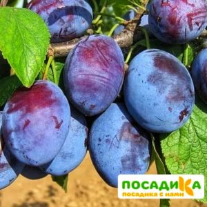 Слива Чачакская ранняя купить по цене от 229.00р. в интернет-магазине «Посадика» с доставкой почтой в в Ивангороде и по всей России – [изображение №1].