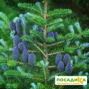 Пихта корейская (Abies koreana) купить по цене от 450.00р. в интернет-магазине «Посадика» с доставкой почтой в в Ивангороде и по всей России – [изображение №1].