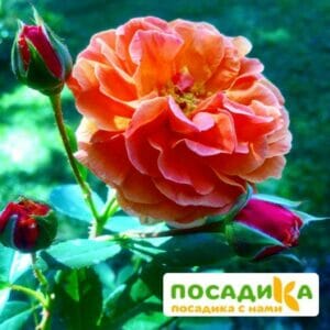 Роза Арабия купить по цене от 350.00р. в интернет-магазине «Посадика» с доставкой почтой в в Ивангороде и по всей России – [изображение №1].