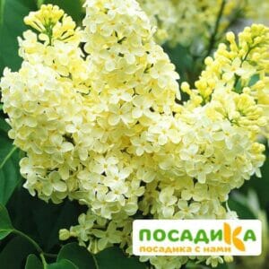 Сирень Примроуз (Primrose) купить по цене от 529.00р. в интернет-магазине «Посадика» с доставкой почтой в в Ивангороде и по всей России – [изображение №1].