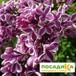 Сирень Сенсация купить по цене от 529.00р. в интернет-магазине «Посадика» с доставкой почтой в в Ивангороде и по всей России – [изображение №1].