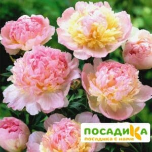 Пион Распберри Сандей (Paeonia Raspberry Sundae) купить по цене от 959р. в интернет-магазине «Посадика» с доставкой почтой в в Ивангороде и по всей России – [изображение №1].