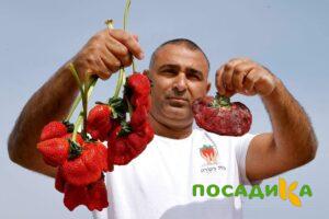 Клубника Гигант Джорнея купить по цене от 266р. в интернет-магазине «Посадика» с доставкой почтой в в Ивангороде и по всей России – [изображение №1].