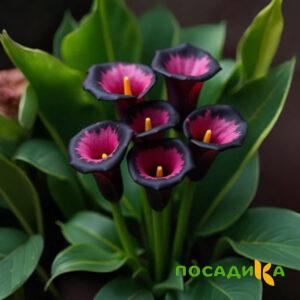 Калла Аура Лейс купить по цене от 400р. в интернет-магазине «Посадика» с доставкой почтой в в Ивангороде и по всей России – [изображение №1].