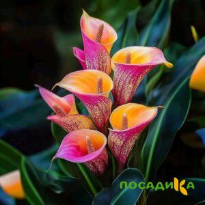 Калла Оникс купить по цене от 450р. в интернет-магазине «Посадика» с доставкой почтой в в Ивангороде и по всей России – [изображение №1].