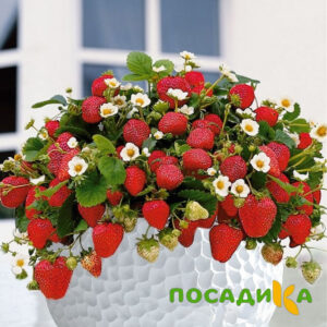 Клубника Рубиновый Шепот (горшечная) купить по цене от 240р. в интернет-магазине «Посадика» с доставкой почтой в в Ивангороде и по всей России – [изображение №1].