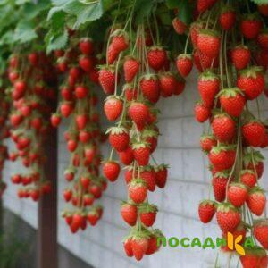 Клубника вьющаяся Комплимент купить по цене от 470р. в интернет-магазине «Посадика» с доставкой почтой в в Ивангороде и по всей России – [изображение №1].