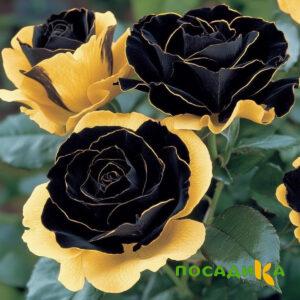 Роза Ханни Сикл купить по цене от 700р. в интернет-магазине «Посадика» с доставкой почтой в в Ивангороде и по всей России – [изображение №1].