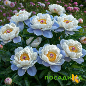 Пион акварельный Этюд купить по цене от 806р. в интернет-магазине «Посадика» с доставкой почтой в в Ивангороде и по всей России – [изображение №1].