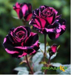 Роза Багровый Шепот купить по цене от 366р. в интернет-магазине «Посадика» с доставкой почтой в в Ивангороде и по всей России – [изображение №1].