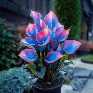 Калла Импрессия купить по цене от 590р. в интернет-магазине «Посадика» с доставкой почтой в в Ивангороде и по всей России – [изображение №1].