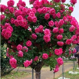 Роза Версаля купить по цене от 232р. в интернет-магазине «Посадика» с доставкой почтой в в Ивангороде и по всей России – [изображение №1].