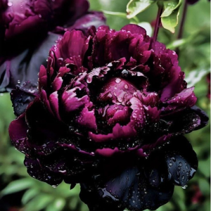 Пион Темный Сад купить по цене от 421р. в интернет-магазине «Посадика» с доставкой почтой в в Ивангороде и по всей России – [изображение №1].