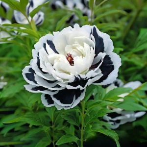 Пион Монохромный Шик купить по цене от 429р. в интернет-магазине «Посадика» с доставкой почтой в в Ивангороде и по всей России – [изображение №1].