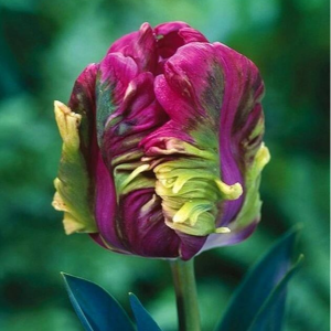 Тюльпан Экзотик Хэвен купить по цене от 186р. в интернет-магазине «Посадика» с доставкой почтой в в Ивангороде и по всей России – [изображение №1].